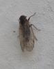 Reptalus sp.